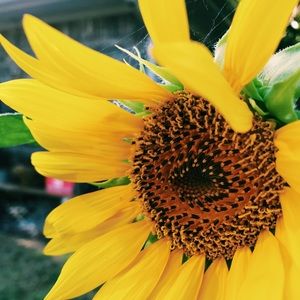 Meet your Posher, Noelle